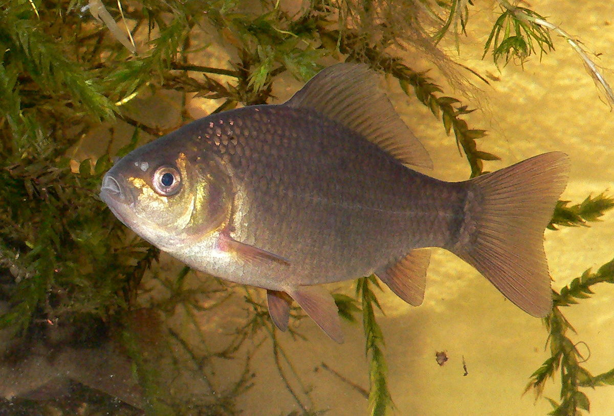 Carp image