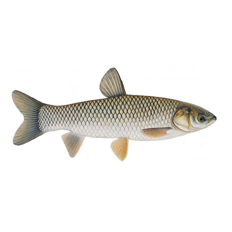 Carp image