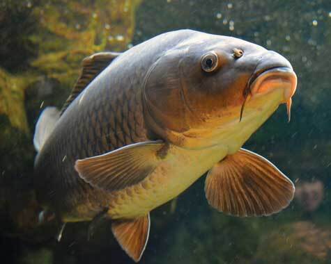 Carp image