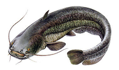 Carp image