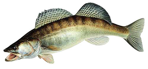 Carp image